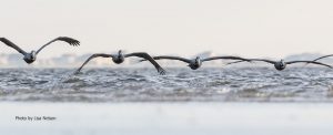 Pelicans