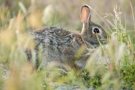 Catawba Rabbit Eastern Cottontail Rabbit - Galveston Island Nature Tourism Council
