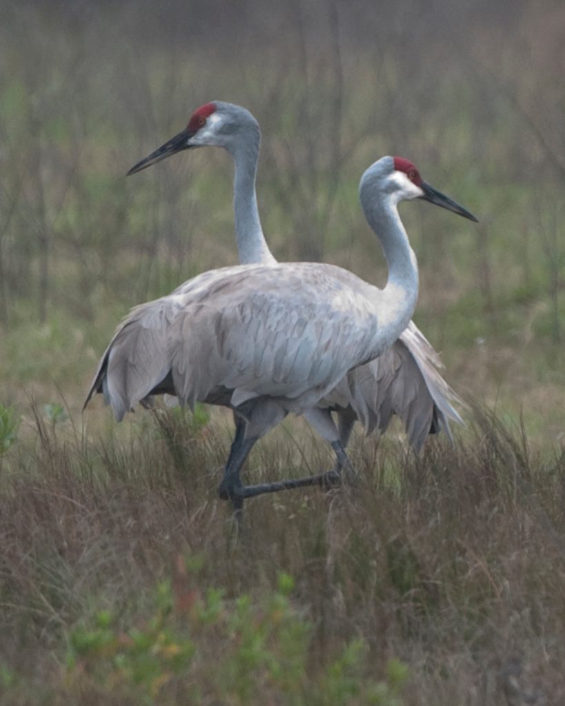 Loons And Turtles And Cranes Oh My >> Holiday With The Cranes Galveston Island Nature Tourism Council Loons And Turtles And Cranes Oh My >> Holiday With The Cranes Galveston Island Nature Tourism Council