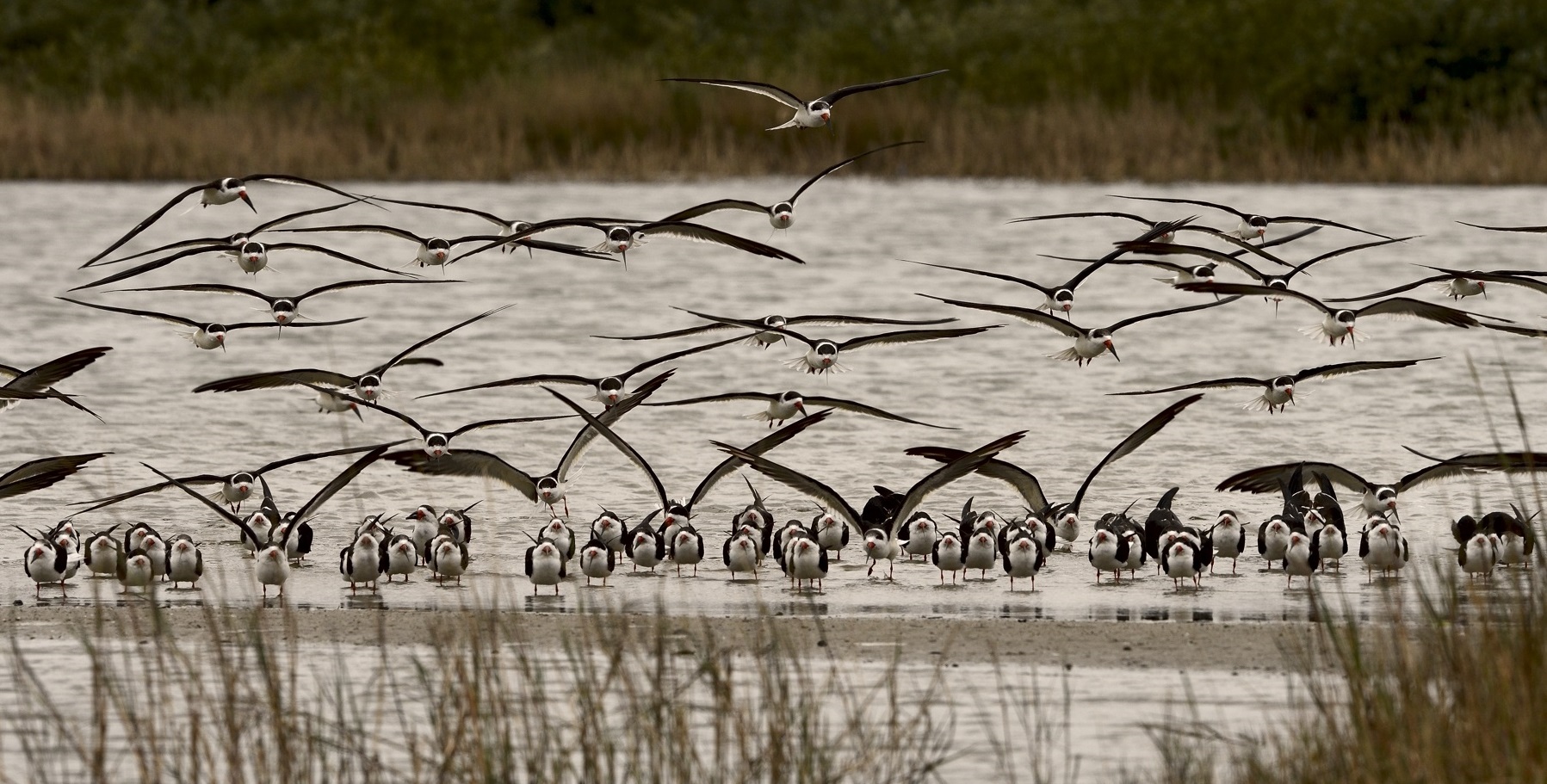 Loons And Turtles And Cranes Oh My >> Holiday With The Cranes Galveston Island Nature Tourism Council Loons And Turtles And Cranes Oh My >> Holiday With The Cranes Galveston Island Nature Tourism Council