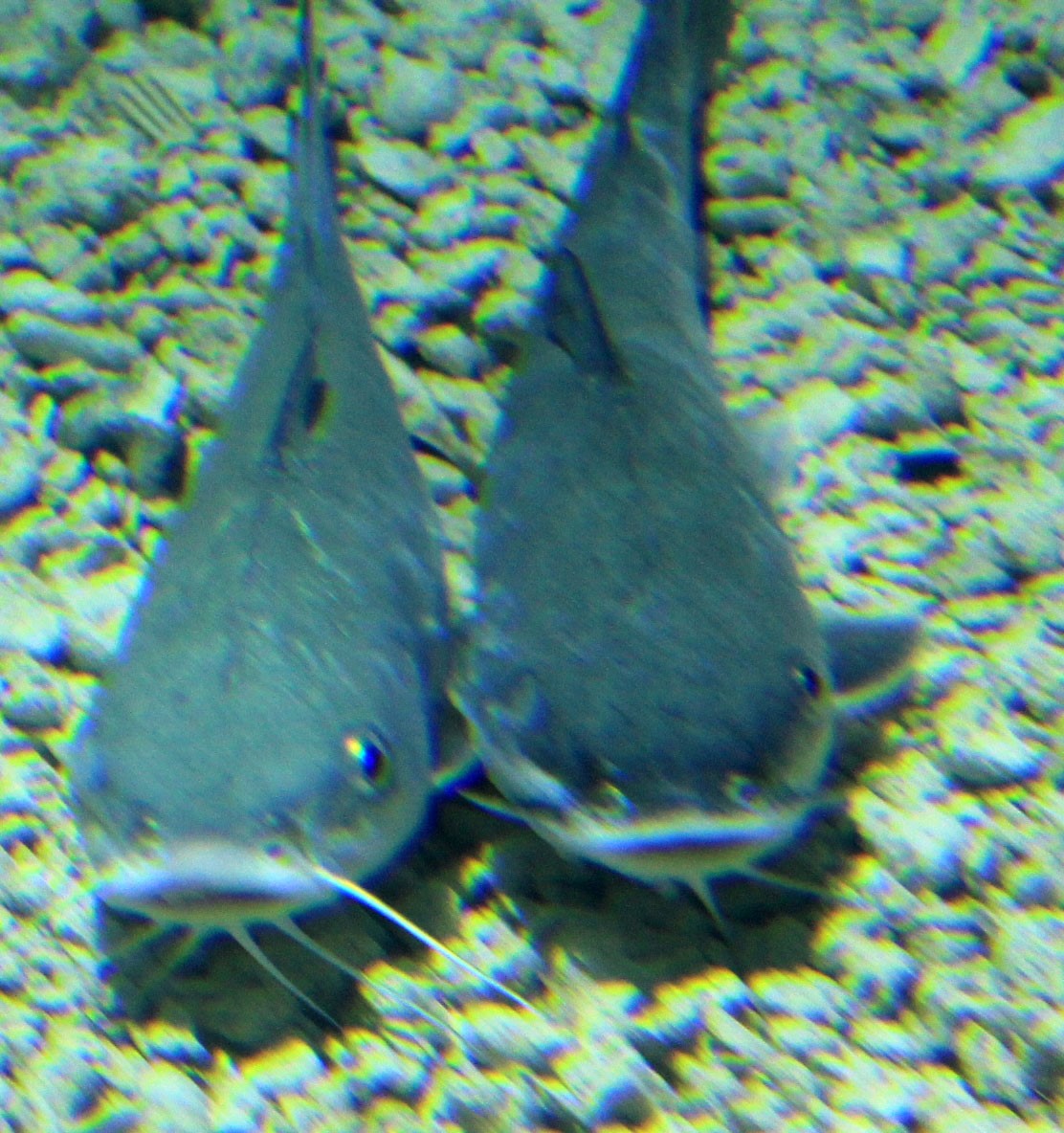 Hardhead Catfish Galveston Island Nature Tourism Council