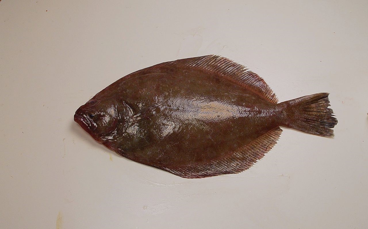 Southern Flounder Galveston Island Nature Tourism Council