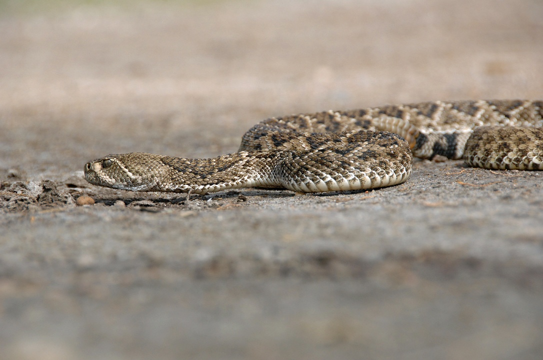 Western Diamondback Rattlesnake Galveston Island Nature Tourism Council