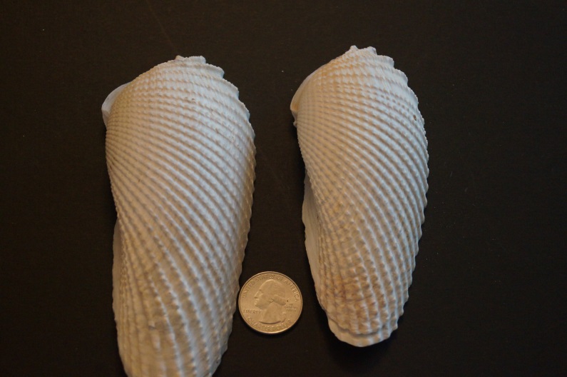 Angel Wing Galveston Island Nature Tourism Council