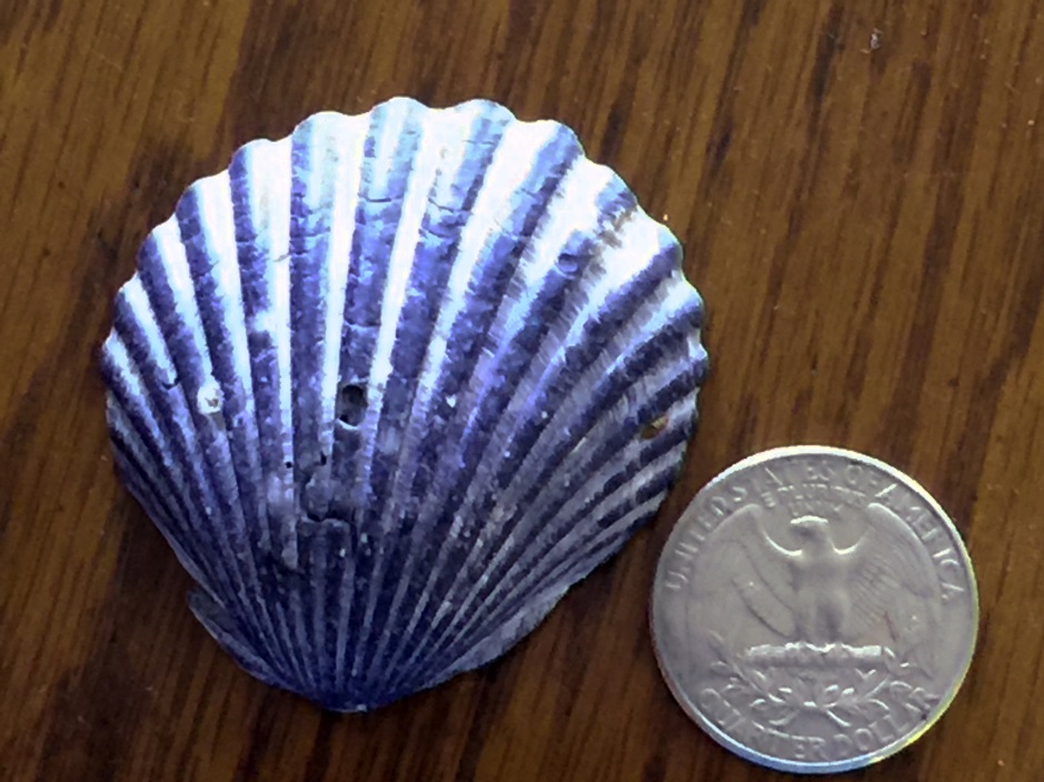 Bay Scallops Galveston Island Nature Tourism Council