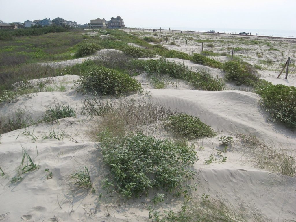 Dunes Galveston Island Nature Tourism Council
