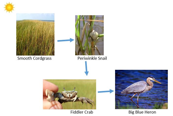 Galveston Island Nature Tourism Council Biology Diagrams