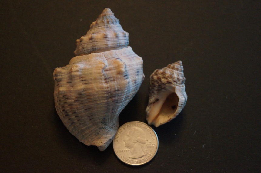 Oyster Drill Snail Galveston Island Nature Tourism Council