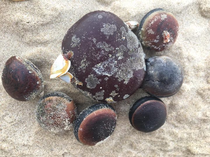 What are SeaBeans? Galveston Island Nature Tourism Council