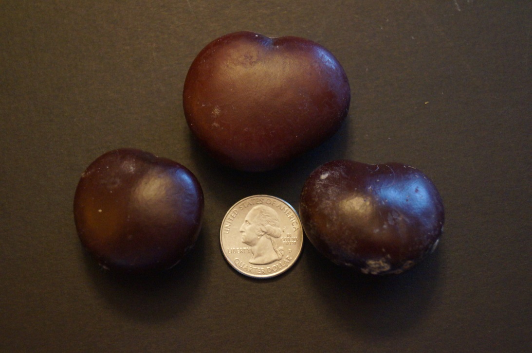 Sea Heart Bean Galveston Island Nature Tourism Council