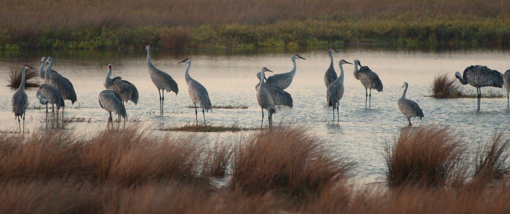 Loons And Turtles And Cranes Oh My >> Holiday With The Cranes Galveston Island Nature Tourism Council Loons And Turtles And Cranes Oh My >> Holiday With The Cranes Galveston Island Nature Tourism Council