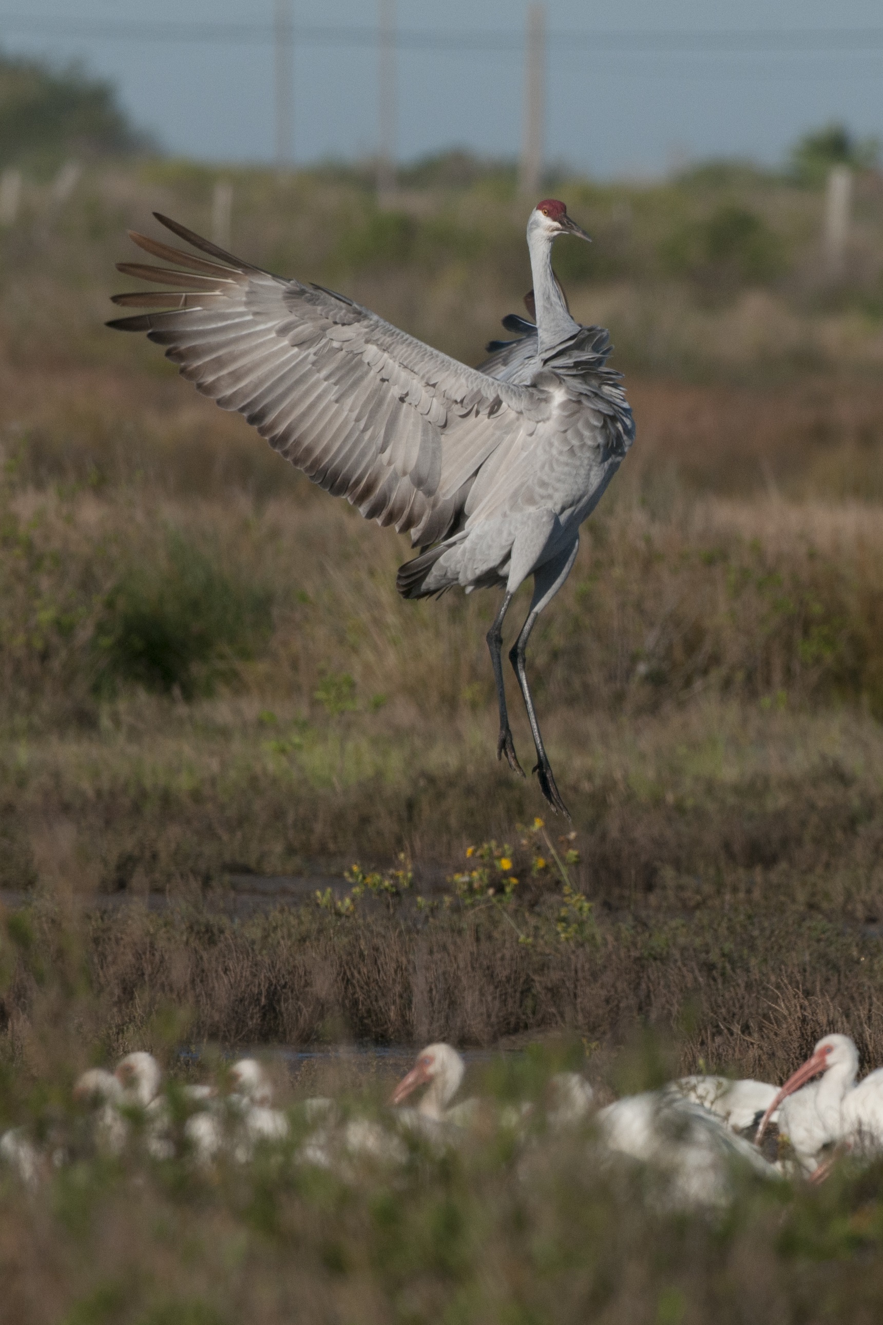 Loons And Turtles And Cranes Oh My >> Holiday With The Cranes Galveston Island Nature Tourism Council Loons And Turtles And Cranes Oh My >> Holiday With The Cranes Galveston Island Nature Tourism Council