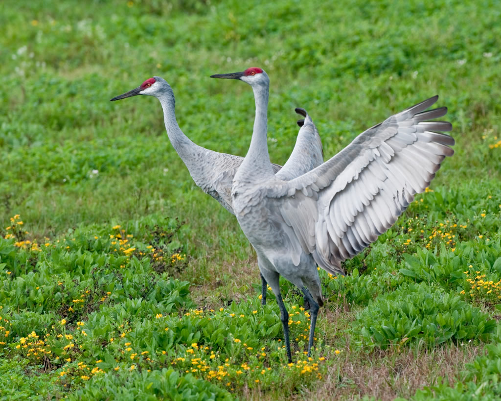 Cranes-Barbara-Rabek