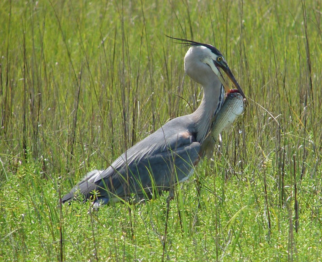 Bird Eating Fish