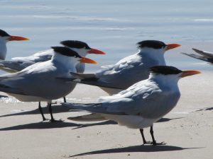 Shore Birds