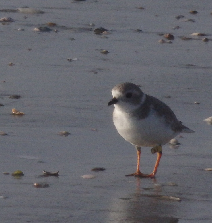 Plover