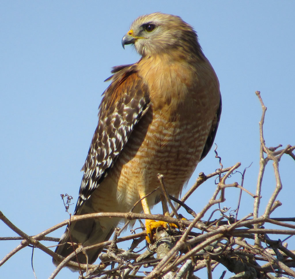 Red-shouldered Hawk
