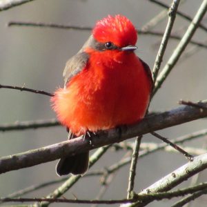 Vermilion Flycatcher