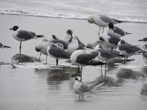 Laughing Gulls and Forster’s Tern