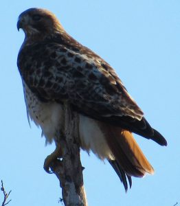 Adult Red-tailed Hawk