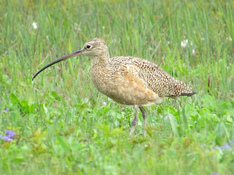 Long-billed Curlew