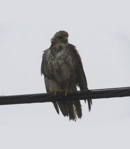 Immature Red-tailed Hawk