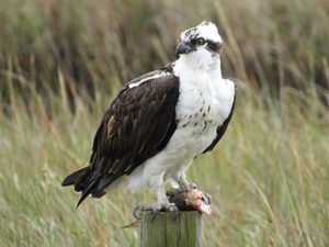 Osprey