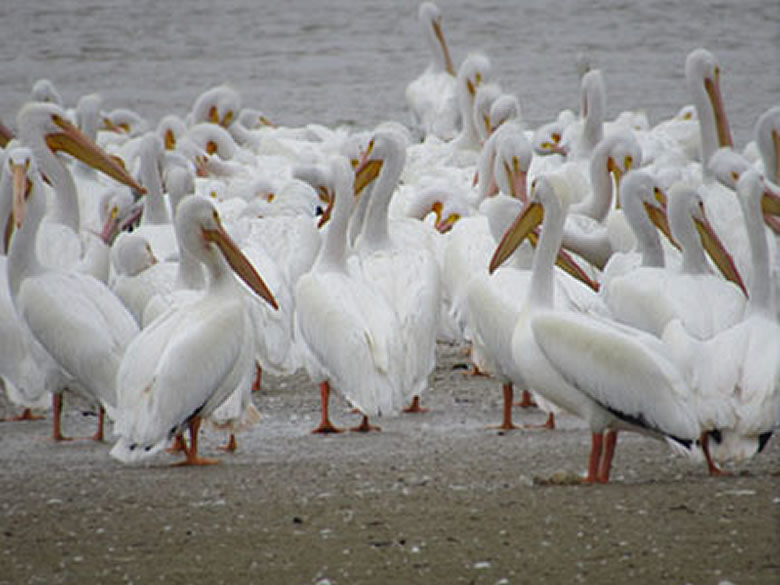 American White Pelican