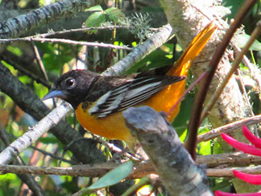 Baltimore Oriole