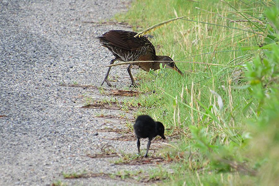 Clapper Rail 1 Clapper Rail 1