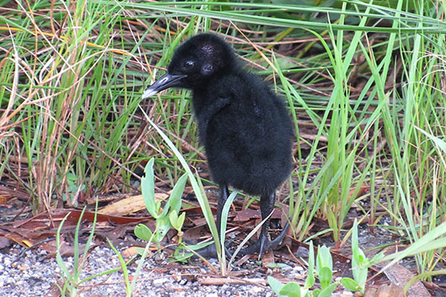 Clapper Rail 2 Clapper Rail 2