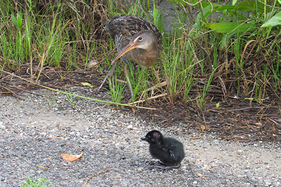 Clapper Rail 3 Clapper Rail 3