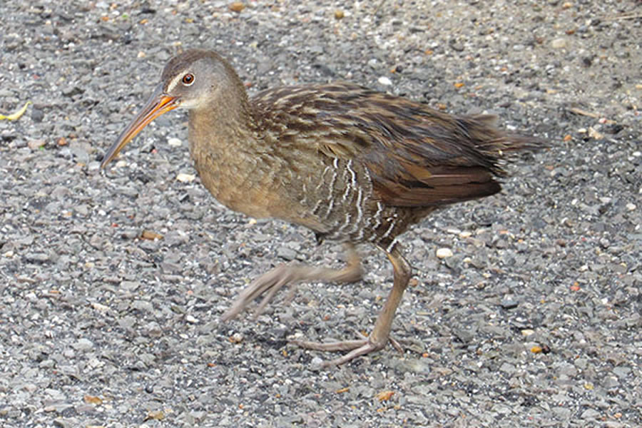 Clapper Rail 4 Clapper Rail 4