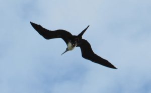 Magnificent Frigatebird