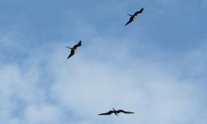 Magnificent Frigatebird