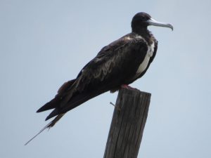 Magnificent Frigatebird