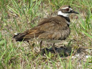 Killdeer standing over eggs