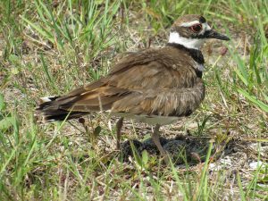 Killdeer standing over eggs