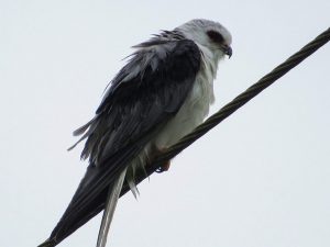 White tailed Kite