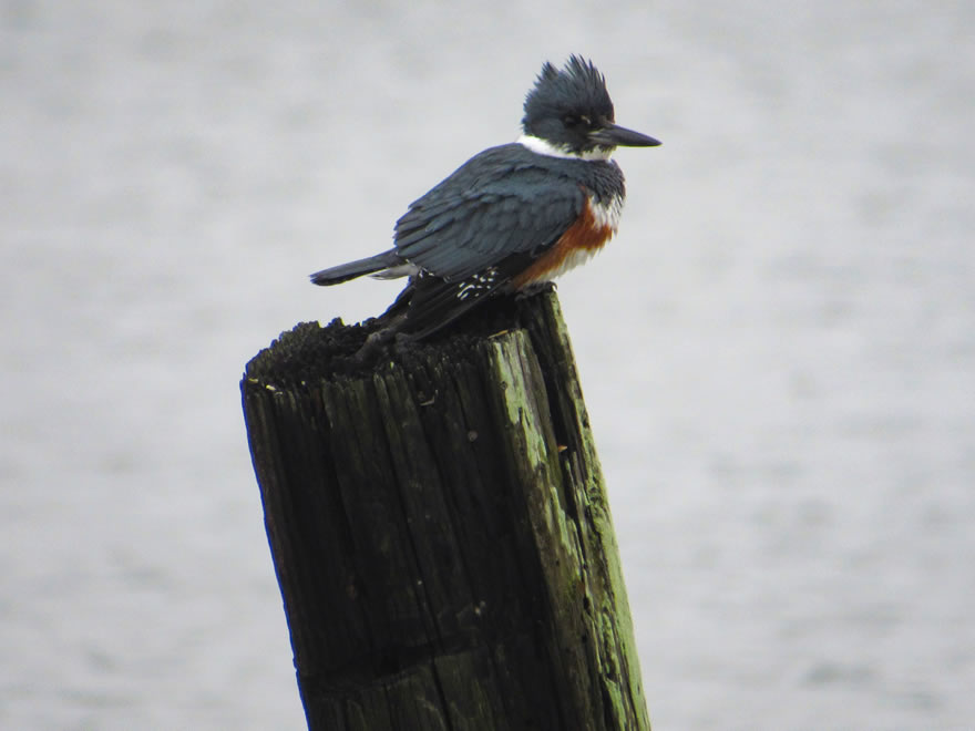 Belted Kingfisher