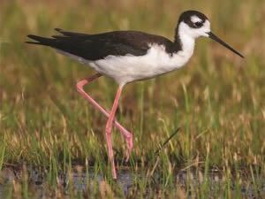 Black-necked_Stilt