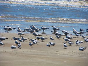 Flock of Terns