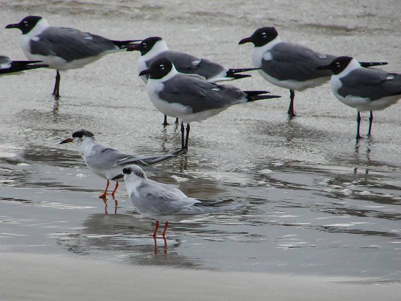 Forsters Terns