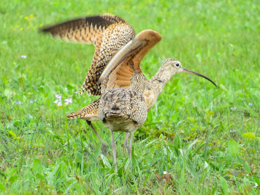 Long-billed Curlews