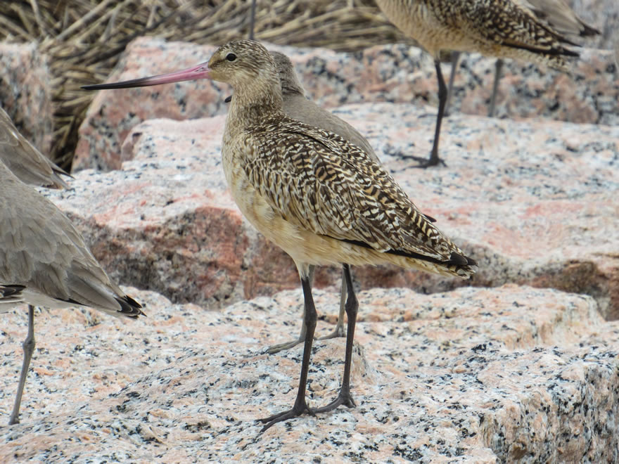 Marbled Godwit