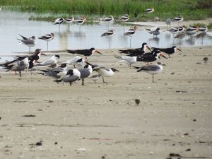 Mixed Flock of Shorebirds