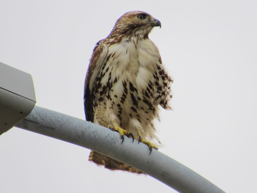 Red-tailed Hawk Red-tailed Hawk