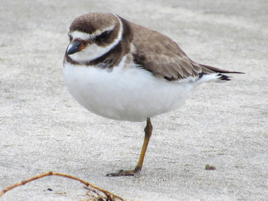 Semipalmated Plover Semipalmated Plover