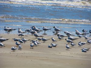 Terns Flock