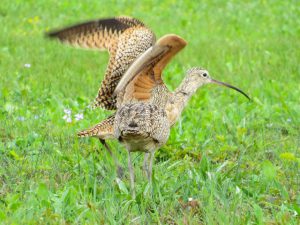 Long-billed Curlews